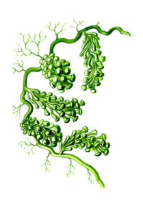 Imune zöld alga komplex kapszula felnőtteknek
