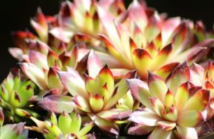 növény webáruház